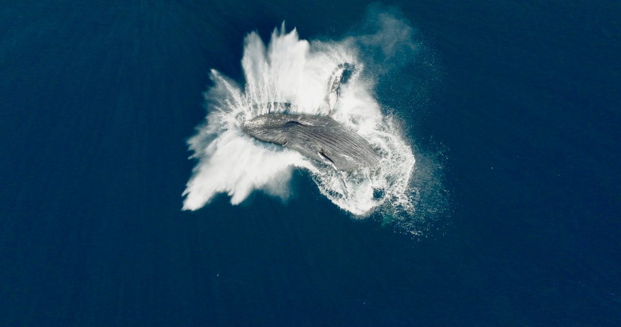 Sonda do života něžných obrů.  Na plátna kin míří dokument Národ velryb