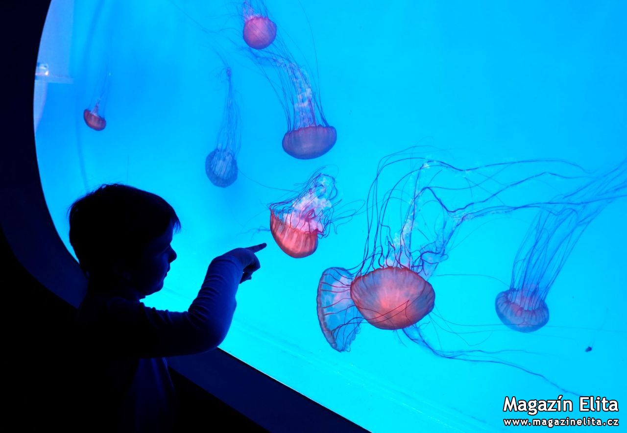 Navštivte největší medúzárium v Evropě. Je v Praze na Arkádách!