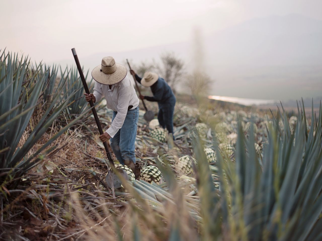 Společnost Moët Hennessy uvedla na český trh novinku, tequilu Volcan De Mi Tierra Blanco