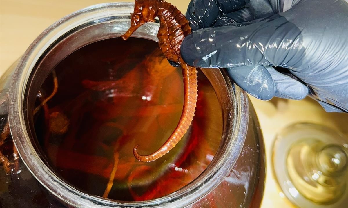 Neuvěřitelné! Plzeňští celníci zajistili chráněné mořské koníky v prodejně potravin