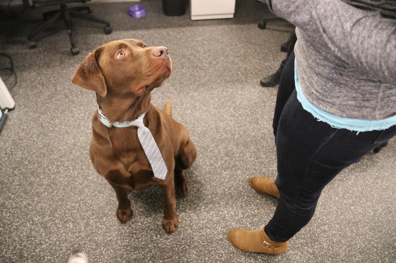 Téměř polovina zaměstnanců vítá dog-friendly kanceláře, ukazuje průzkum PetExpert