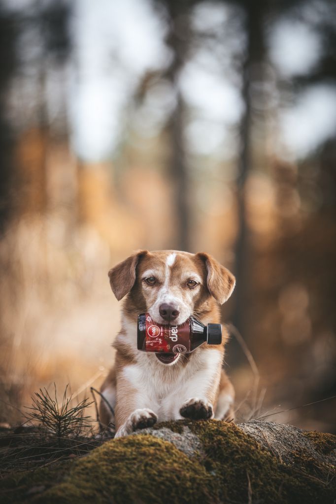Zdravý mazlíček i na podzim: Osvědčené rady proti nachlazení a únavě