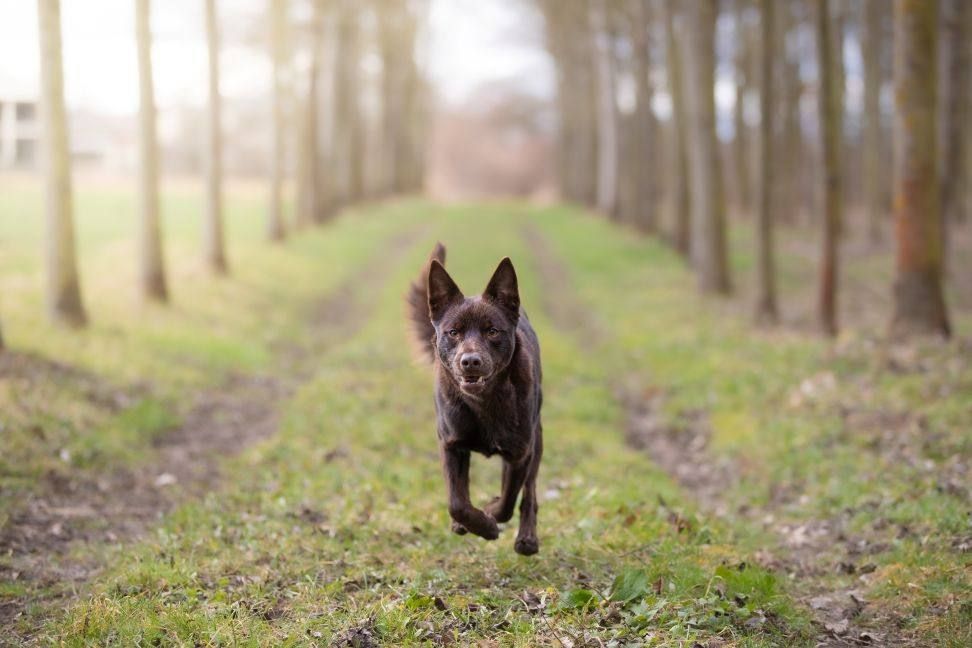 Nový rok, nový režim: jak na zdravější život se psem i kočkou