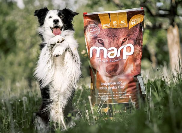 Když krmivo nesedí: signály, které by majitel neměl ignorovat