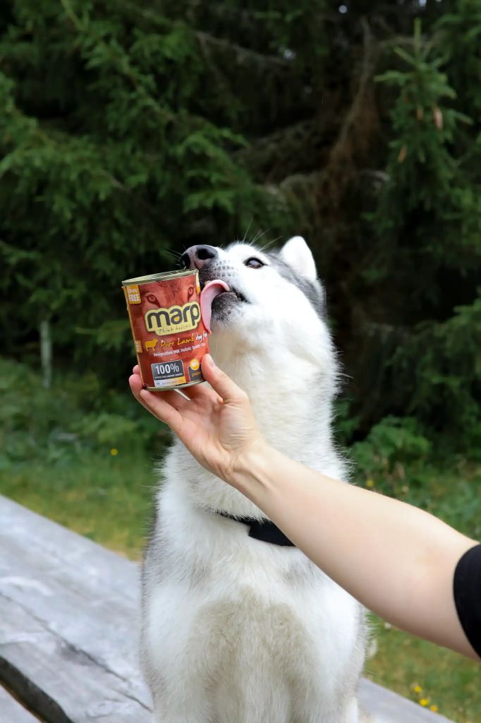 Obiloviny, plnidla, marketing. Jak poznat kvalitní krmivo během pár vteřin