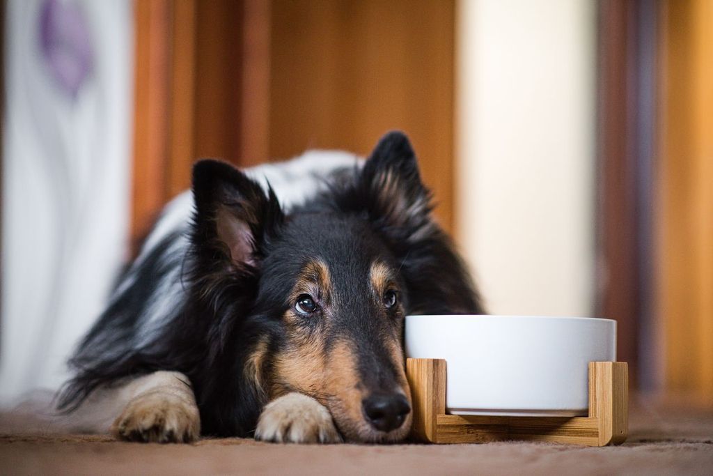 Minimalismus s domácími mazlíčky. Jak sladit interiér a zvířecí radost bez kompromisů?