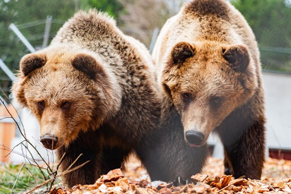 Nový projekt v Krkonoších přibližuje život medvědů v horském lese