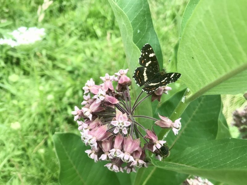 O smysluplnosti boje s nepůvodními druhy rostlin