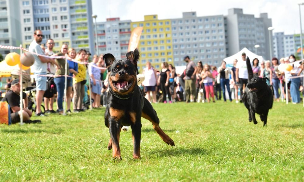10. ročník Psího dne s Prahou 13 je více než setkáním milovníků čtyřnohých parťáků