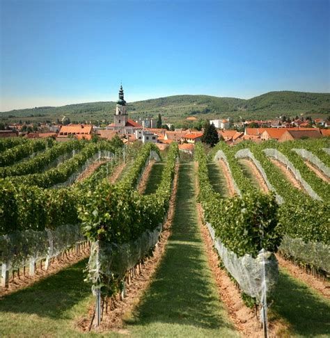 Slovenské vinařské poklady na dosah. Praha bude patřit vínům z Malých Karpat