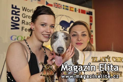 VIP GREYHOUND WHITE ELBONY * ZLATÝ CHRT VELMISTR DOUBLE