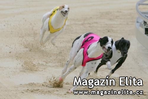 ŽÁCI Z GREYHOUND SCHOOLING ACADEMY VÍTĚZÍ V GREYHOUND PARK MOTOL V PRAZE