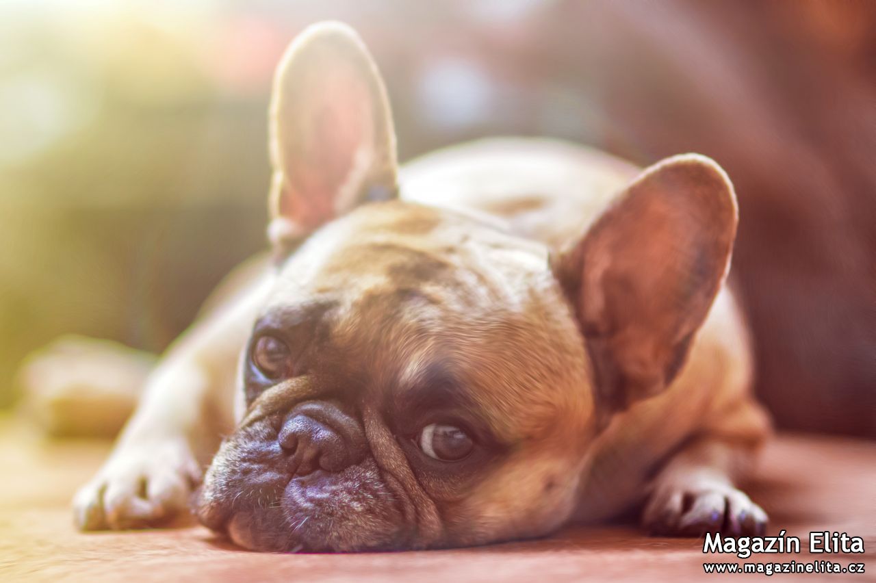 Nepohodlí a bolesti psího parťáka můžete zmírnit výběrem správné matrace!