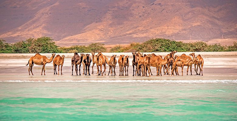 darujte-spolecne-straveny-cas-v-exotice-vanoce-v-plavkach-nebo-darkovy-poukaz