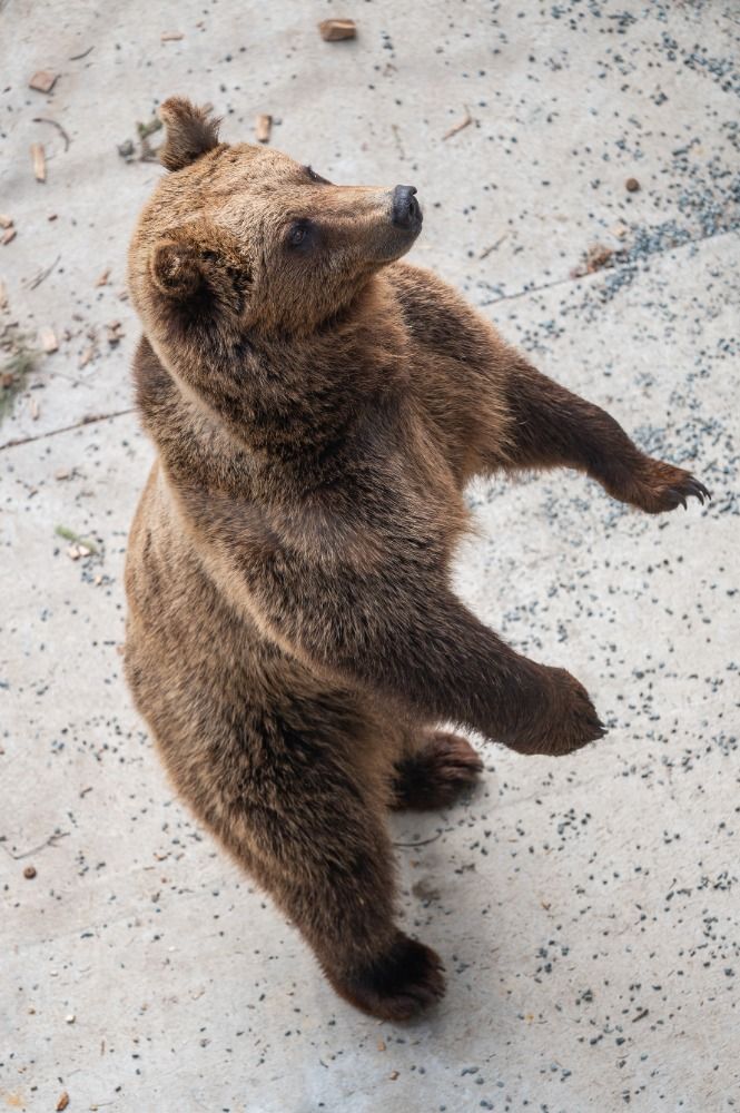 novy-projekt-v-krkonosich-priblizuje-zivot-medvedu-v-horskem-lese