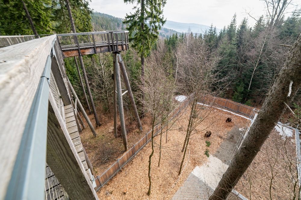 novy-projekt-v-krkonosich-priblizuje-zivot-medvedu-v-horskem-lese